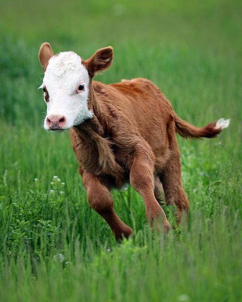 Off to the Races - Photo submitted by ND Farm Charm