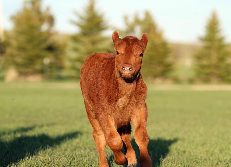 Baby Calf - Photo submitted by ND Farm Charm