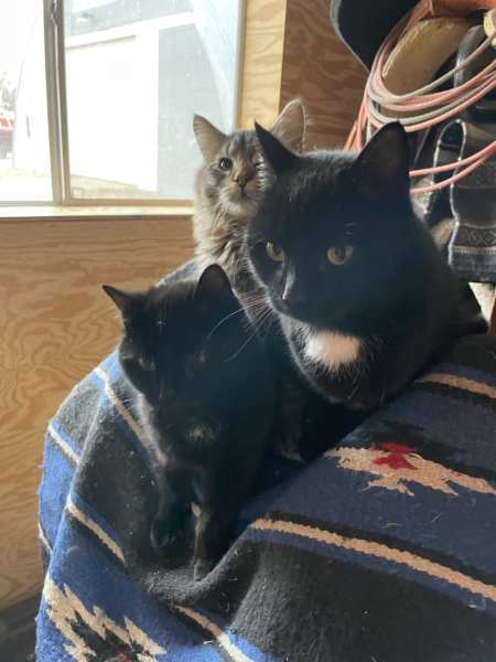 Cats - Photo submitted by Susan Zaske