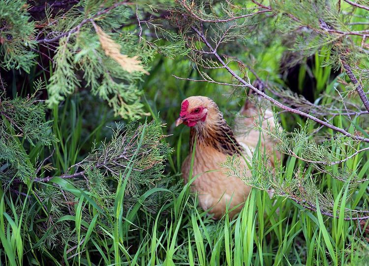 Camouflage - Photo submitted by ND Farm Charm