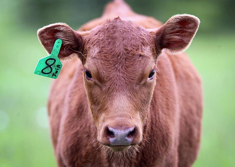 Square in the Eye - Photo submitted by ND Farm Charm