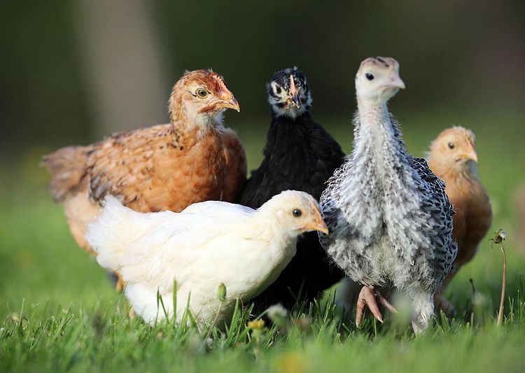 The Fab 5 - Photo submitted by ND Farm Charm