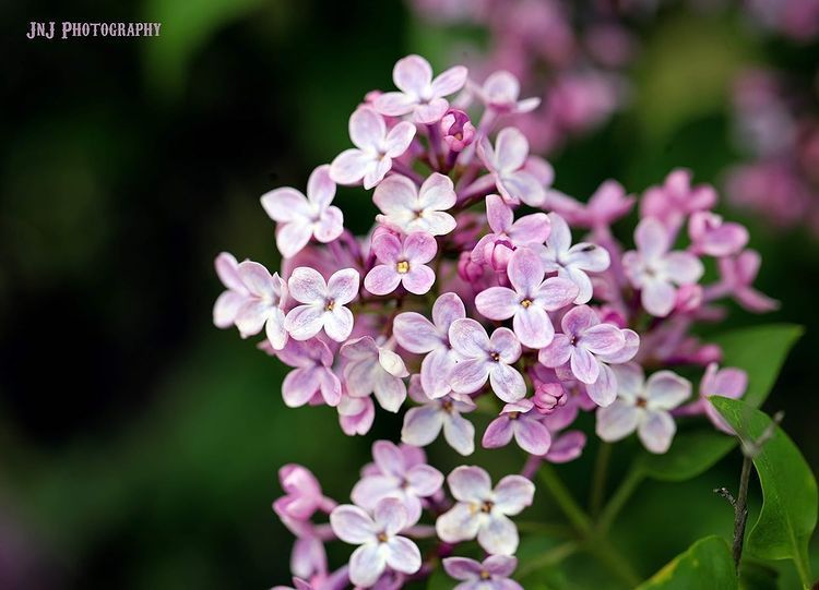 Spring of Color - Photo submitted by JNJ Photography