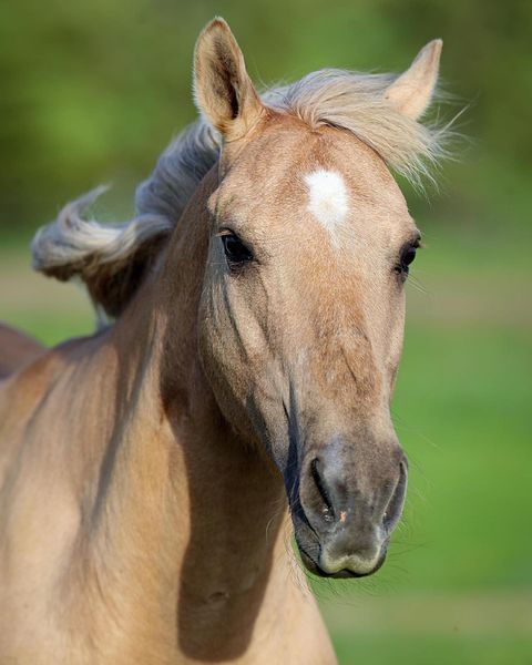 Horse Portrait - Photo submitted by ND Farm Charm
