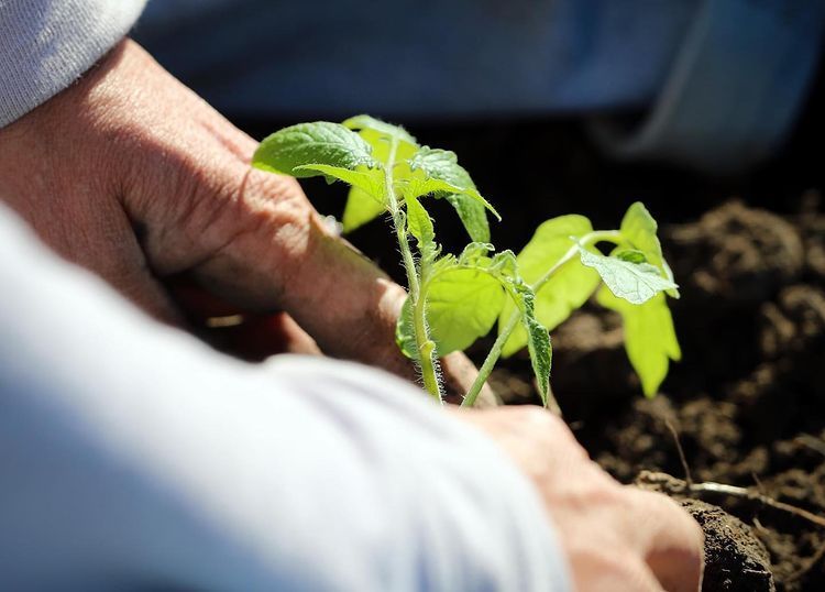 Seedling - Photo submitted by ND Farm Charm