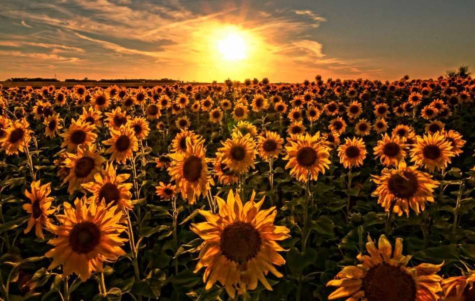 Sunflowers-Katherine-Plessner