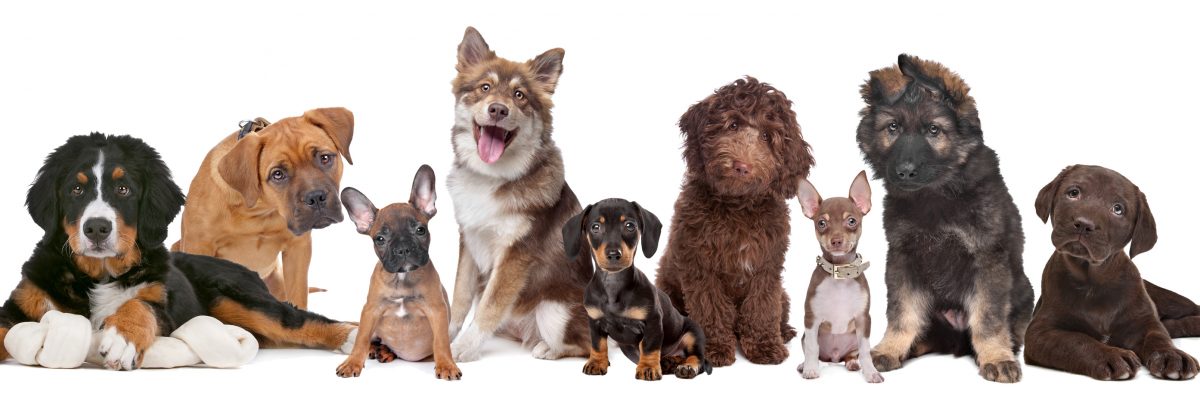 large group of puppies on a white background.from left to right, Bernese Mountain Dog, mixed breed mastiff, French Bulldog, Finnish Lapphund, Dachshund, Labradoodle, chihuahua, German Shepherd and a chocolate Labrador