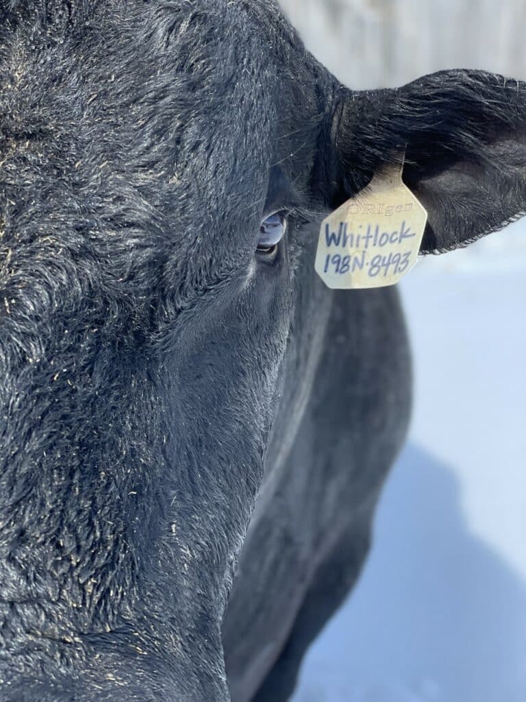 A Cow's View