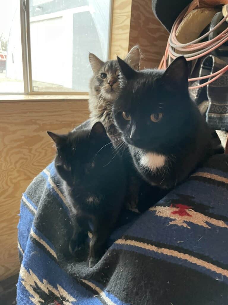 Cats