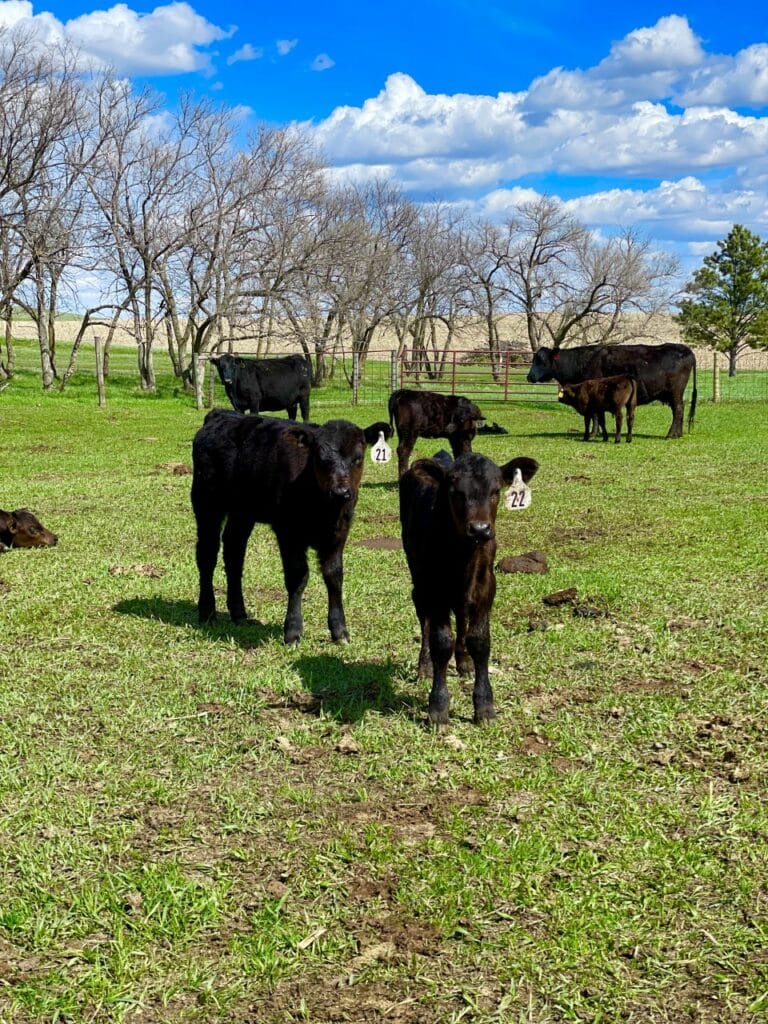 Spring Calves