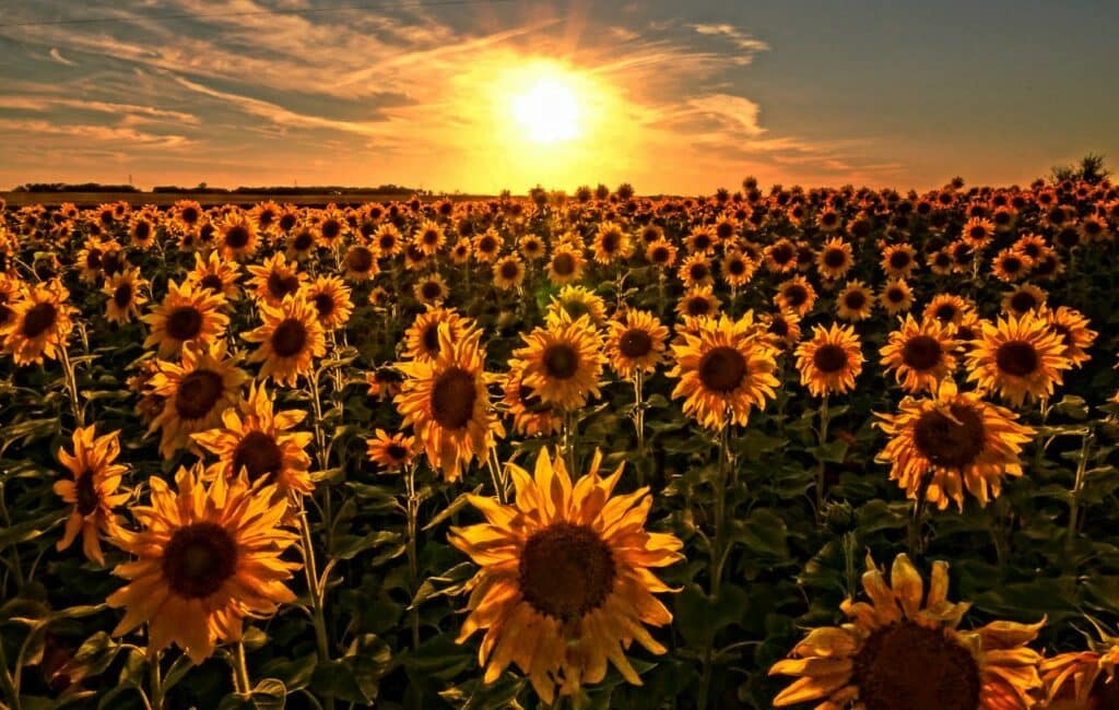 Sunflowers