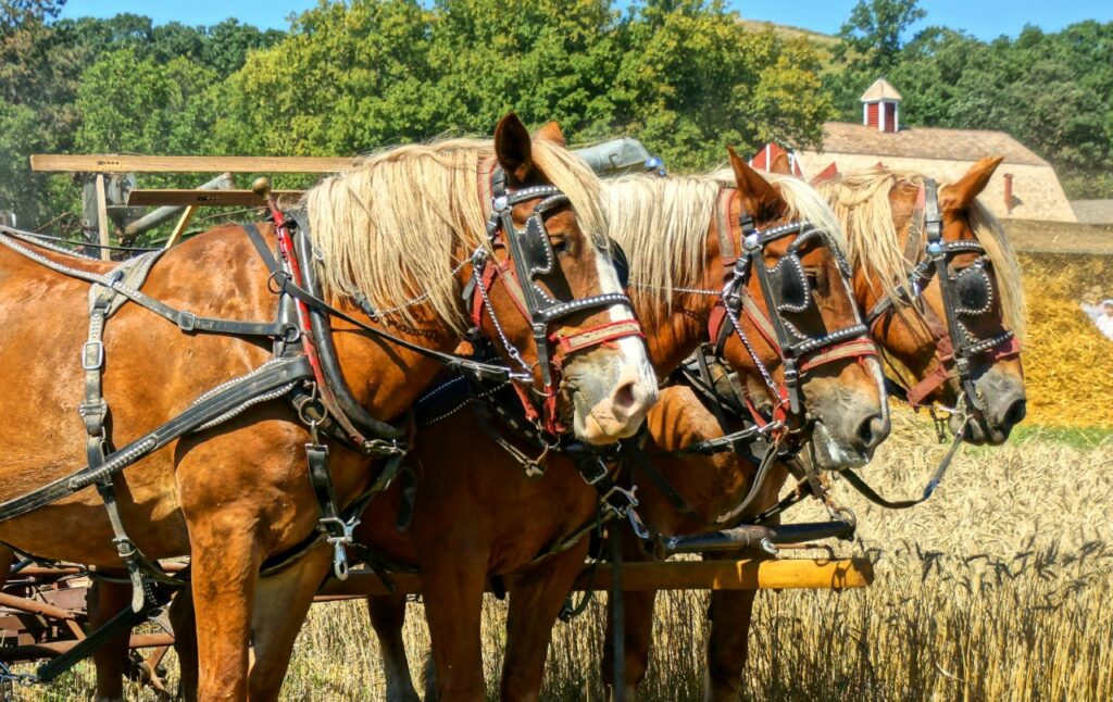 Team of Horses