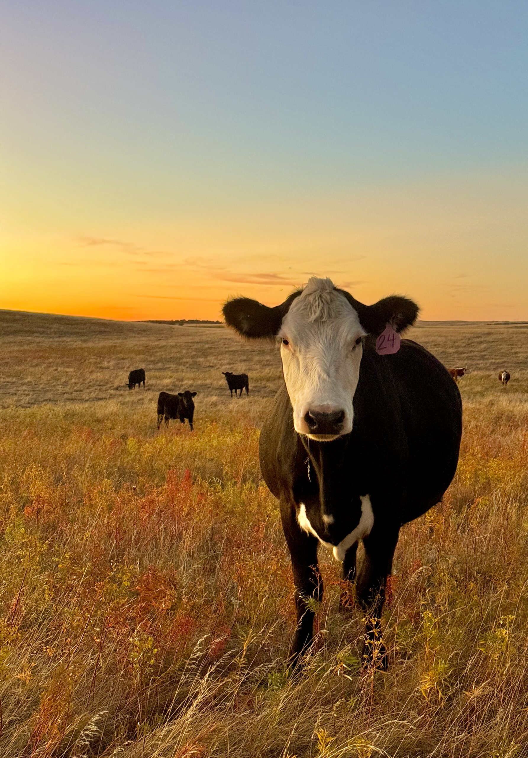 Fall Ag Photo Contest Winner 2024