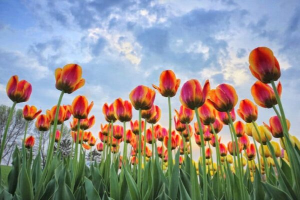 Reaching for the Sky by Katherine Plessner