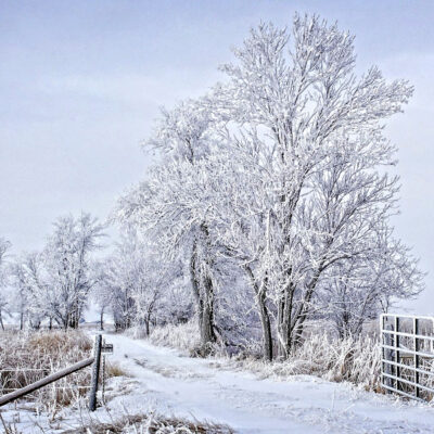 Image for choice number 12