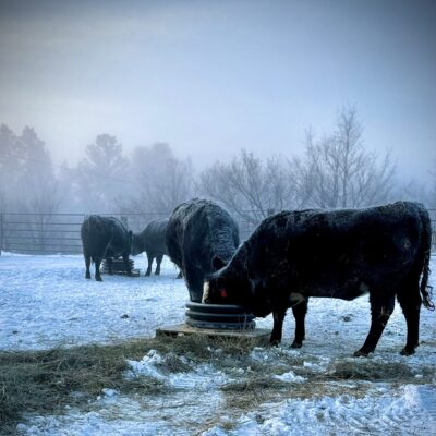 Image for choice number 2