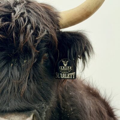 Image for choice number 3