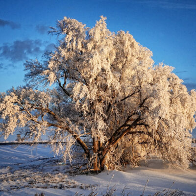 Image for choice number 10